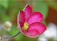 /album/fleurs-dun-jardin-2015/dsc-5237-copie-jpg/